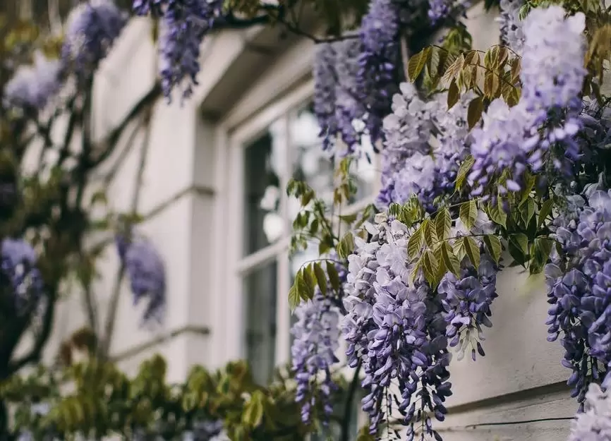 pexels-photo-5623940 (Wisteria) 2