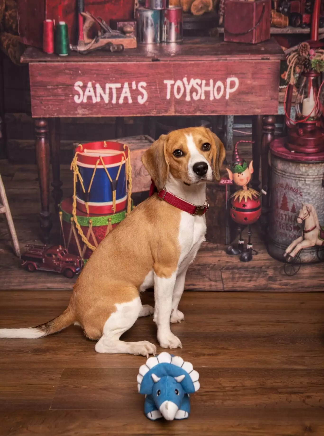 Sustainapaws+Christmas+Product+Photos+C+Love+Phodography-4902