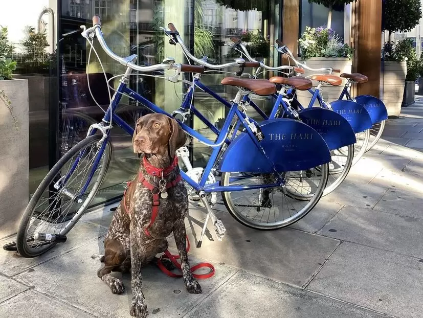 Pet-Friendly
